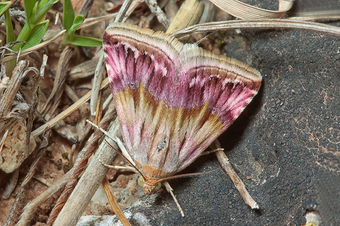 ID please - Eublemma ostrina